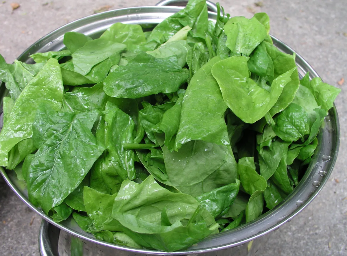 Fresh spinach leaves, a leafy green vegetable rich in vitamin K